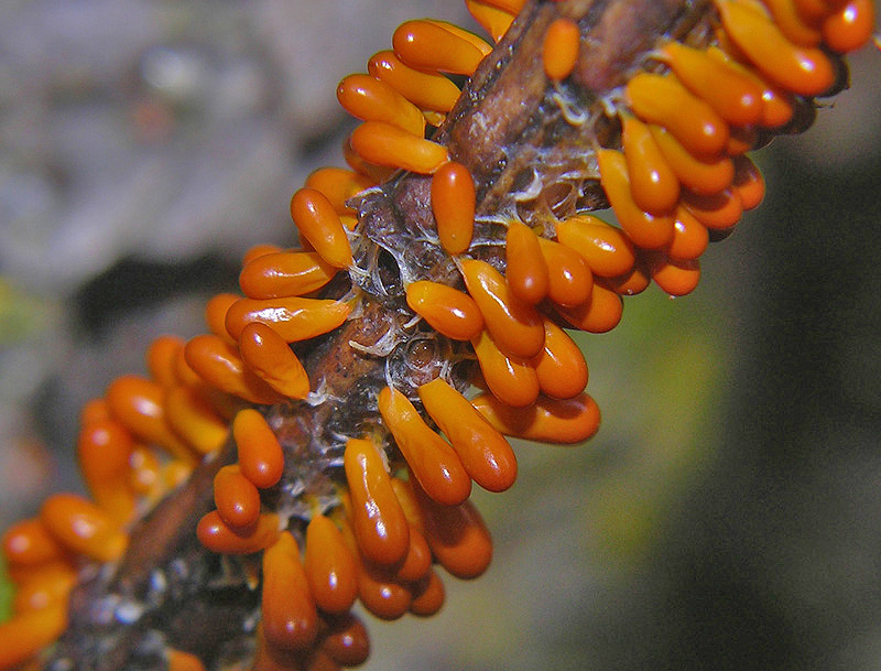 Leocarpus fragilis (Dicks.) Rostaf.